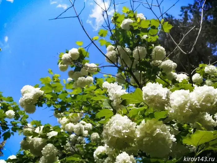 It is expected to be up to +30 °C in Kirov during the weekend.